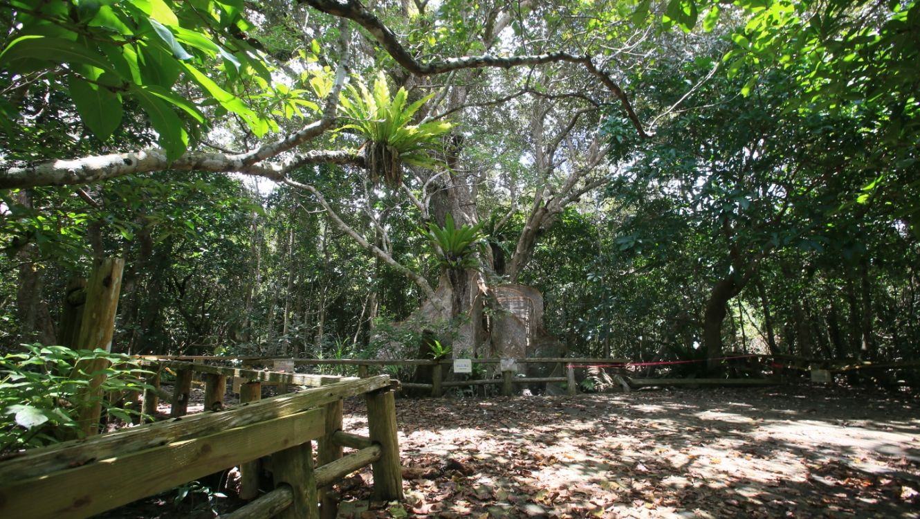 サキシマスオウノキ コース