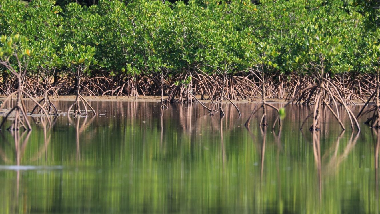 マングローブ コース
