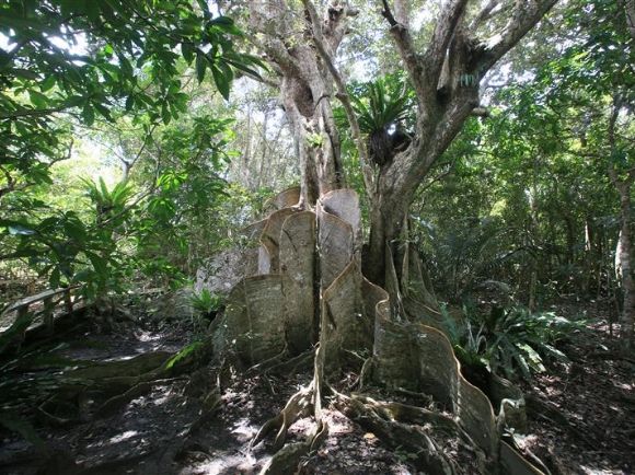 サキシマスオウノキ（準）
