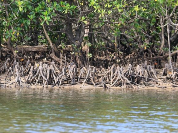 オヒルギの根（膝根）
