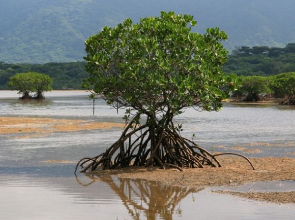 ヤエヤマヒルギ